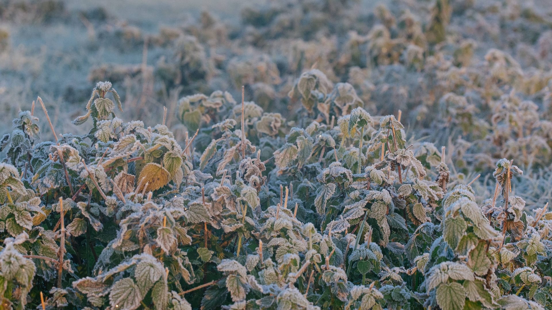 Frost in Köln (Archivbild): Die nächsten Tage werden kalt