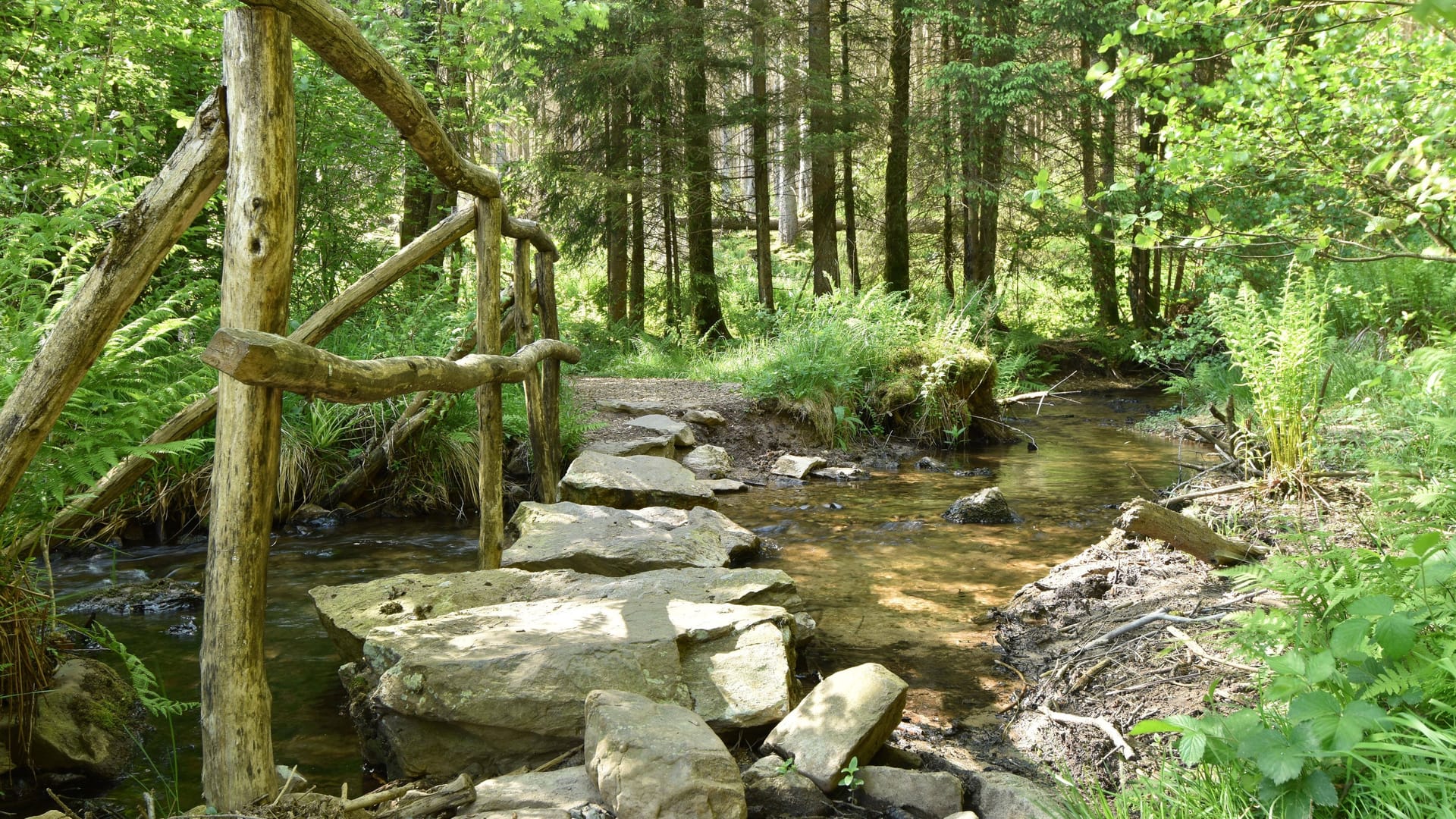 Der Traunbach im Nationalpark Hunsrück-Hochwald.