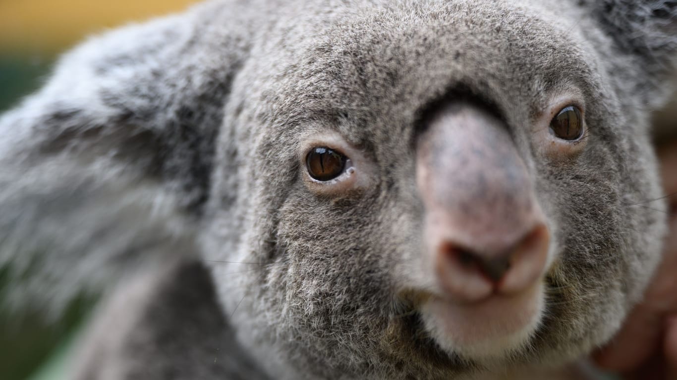 Koala-Weibchen Sydney (Archivbild): Das Tier ist nach einer Notoperation gestorben.