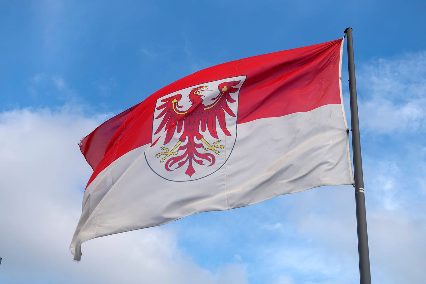 Flag of Brandenburg flying in the wind with a blue sky background.