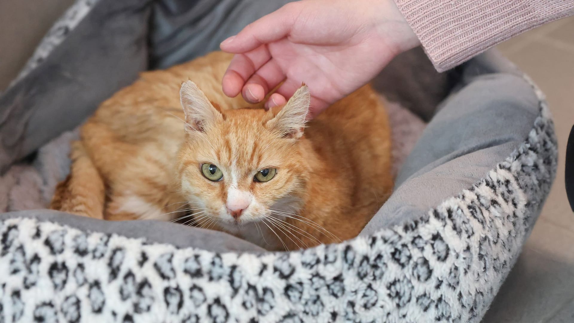 Katzenstreichler im Tierheim