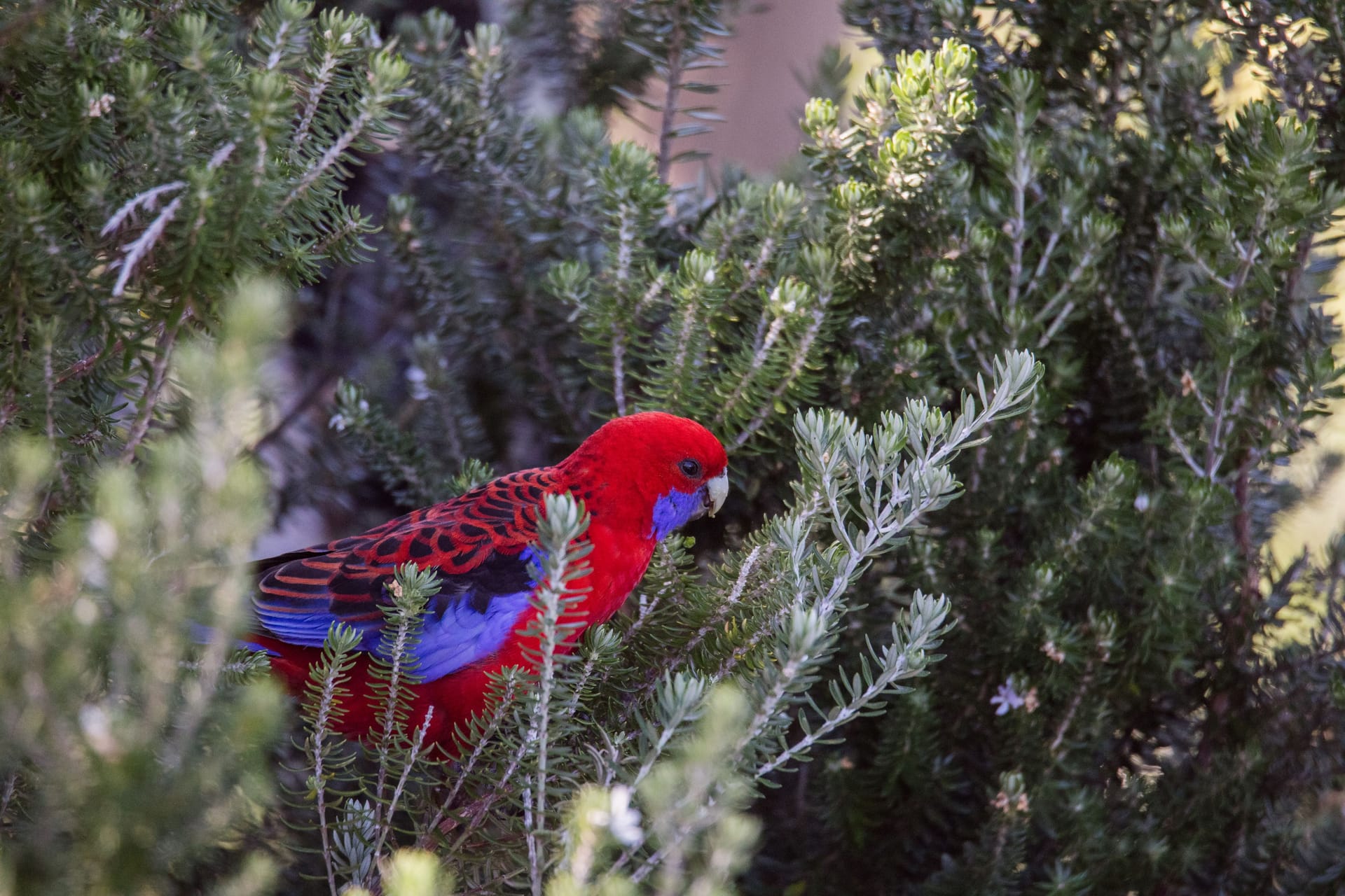 Crimson Rosella. Australian native parrot. Australian fauna.