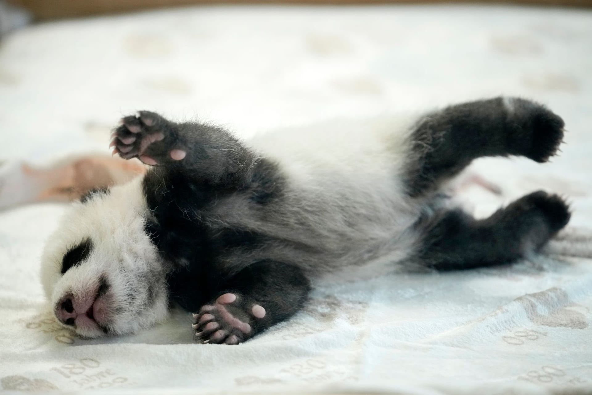 Ein Panda-Baby im Zoo Berlin