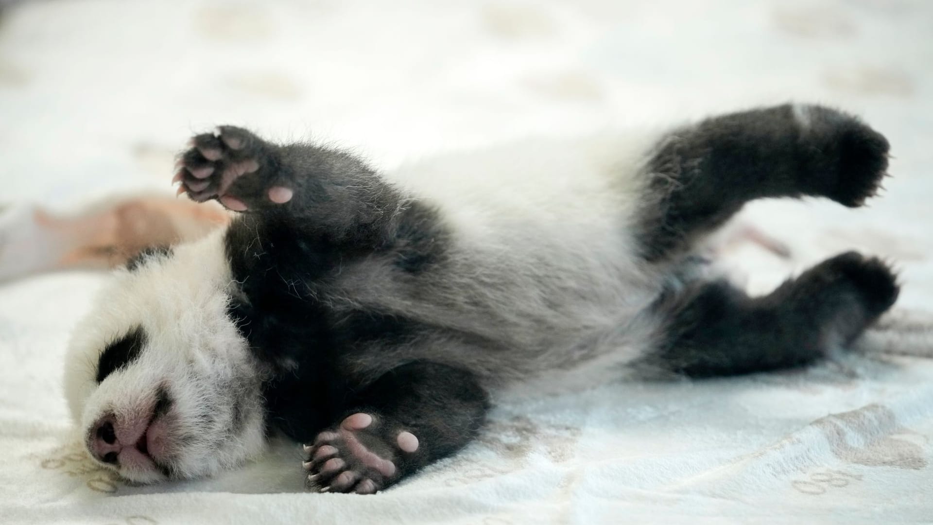 Ein Panda-Baby im Zoo Berlin