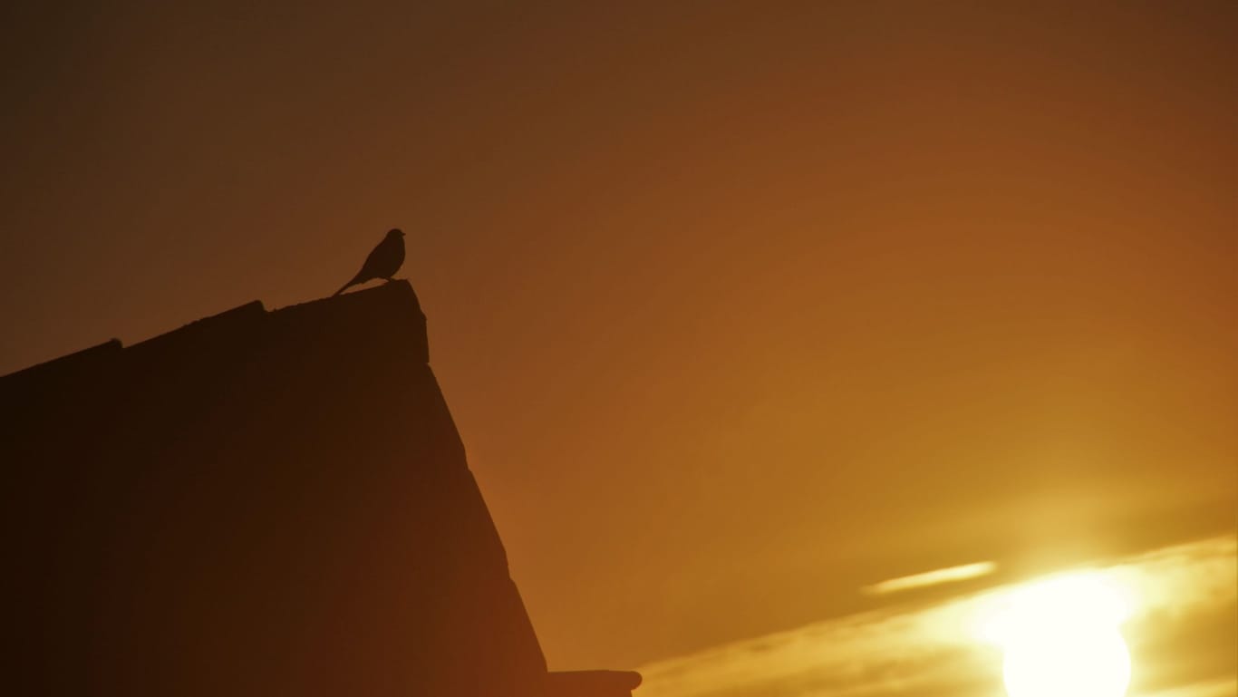 Morgenszene: Der Gesang der Vögel ist oft schon vor Sonnenaufgang zu hören.