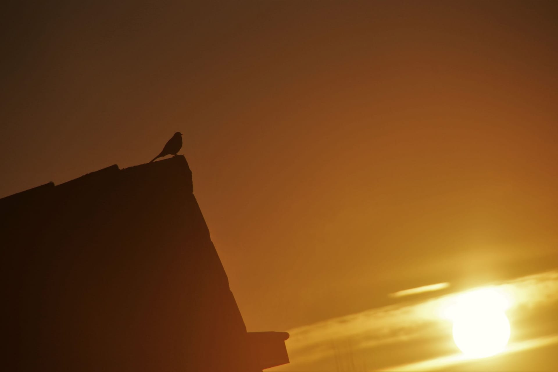 Morgenszene: Der Gesang der Vögel ist oft schon vor Sonnenaufgang zu hören.