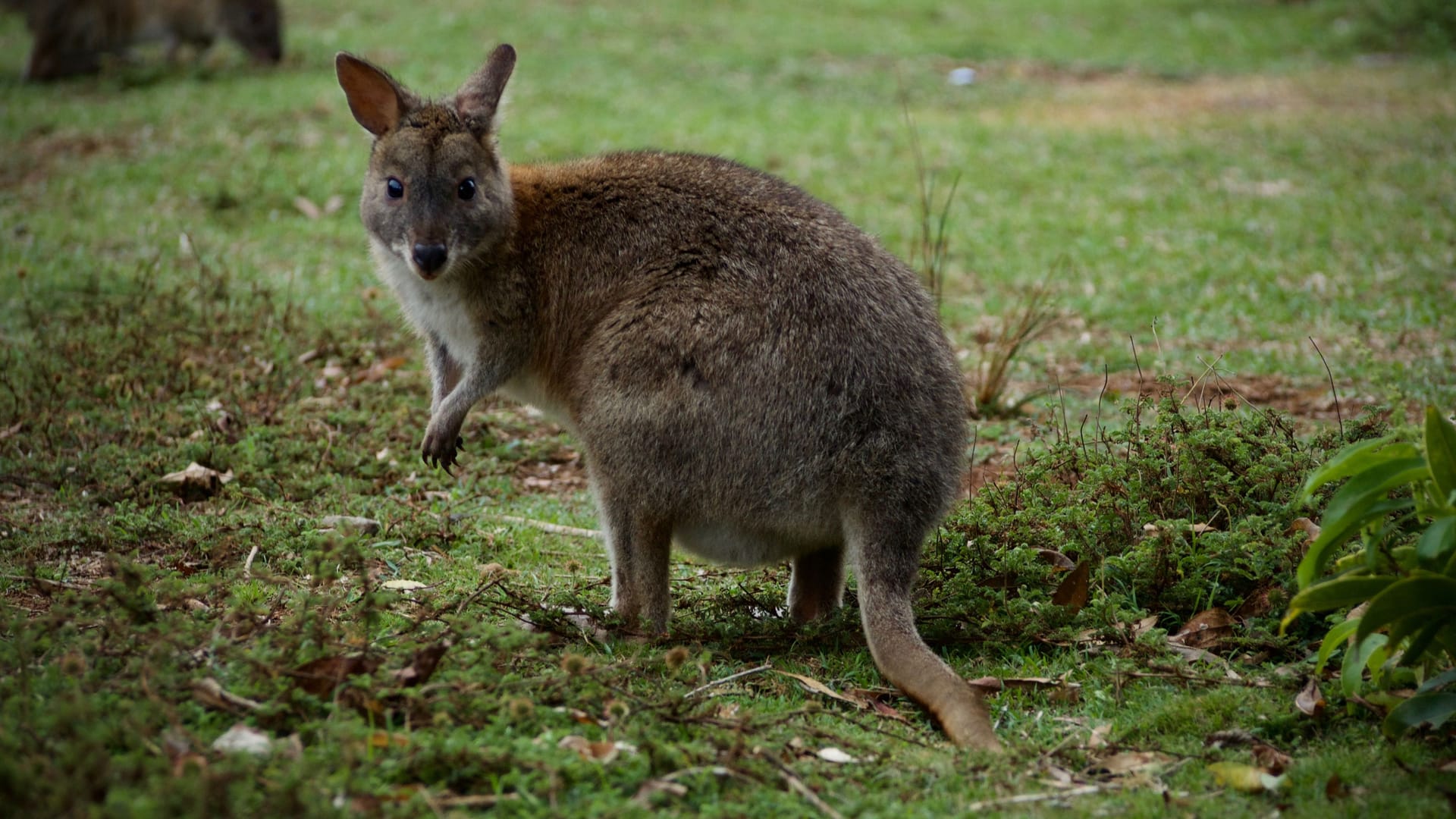 Wir treffen auf ein Pademelon – der Name leitet sich von einem Begriff der Ureinwohner für "kleines Känguru aus dem Wald" ab.