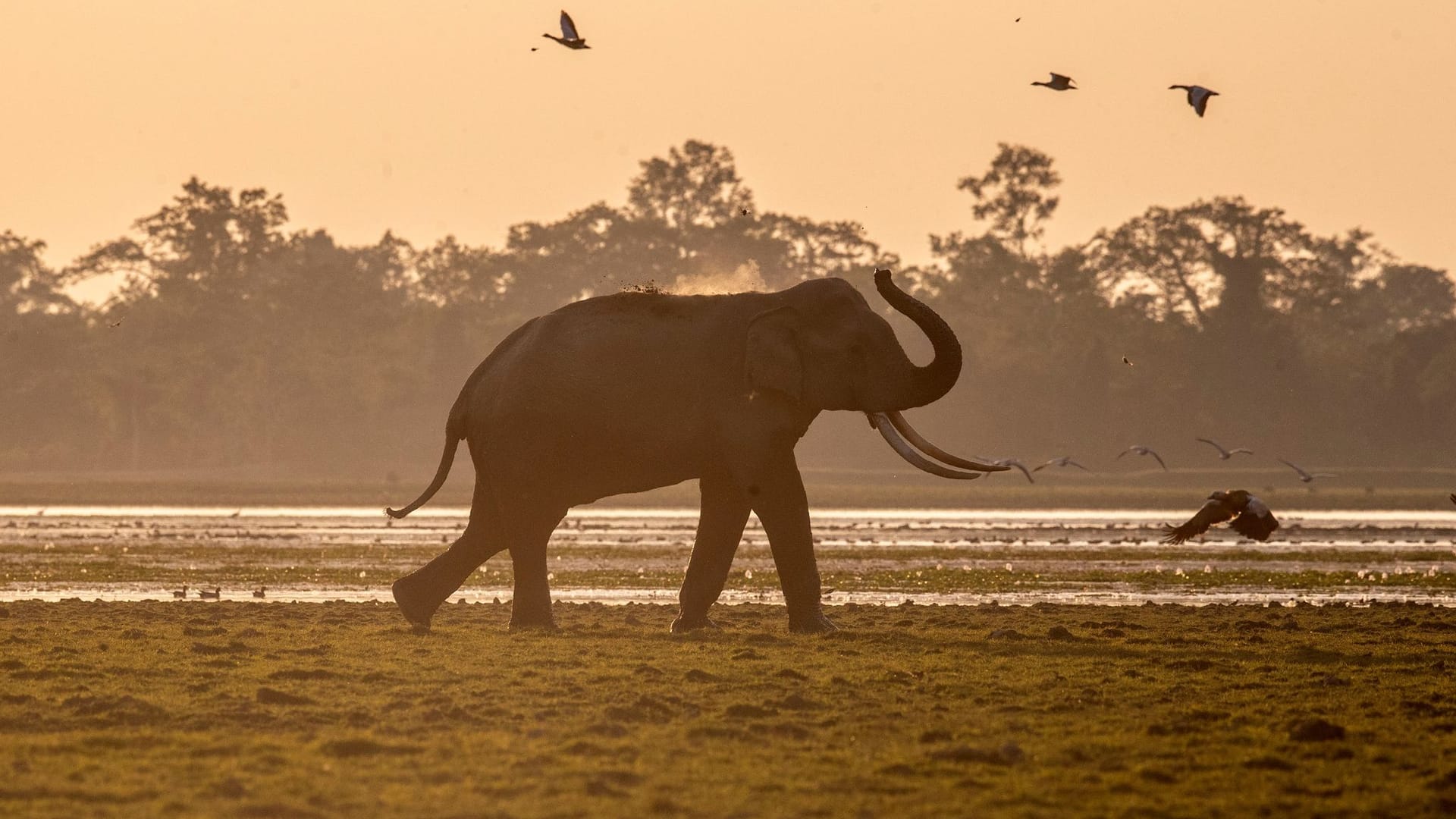 Kaziranga-Nationalpark in Indien