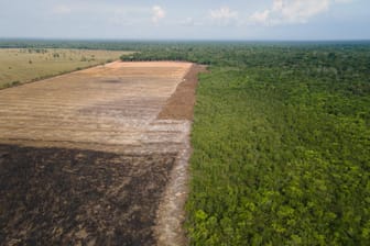 Rodung im brasilianischen Amazonasgebiet