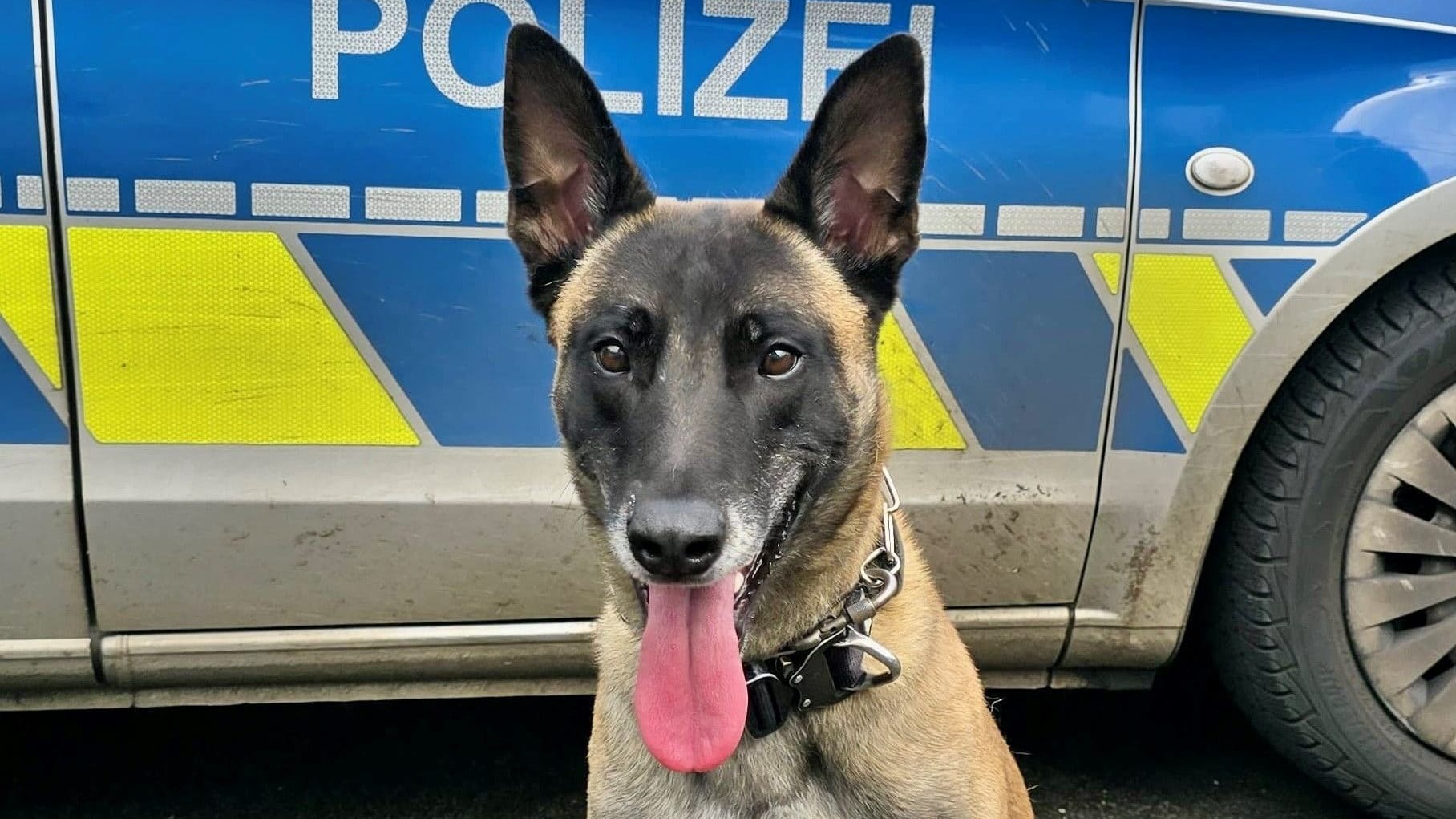 Polizeihund "Taicon" hat einen mutmaßlichen Autoknacker aufgespürt. Der Mann hatte sich eine Verfolgungsjagd mit der Polizei geliefert.