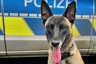 Polizeihund "Taicon" hat einen mutmaßlichen Autoknacker aufgespürt. Der Mann hatte sich eine Verfolgungsjagd mit der Polizei geliefert.