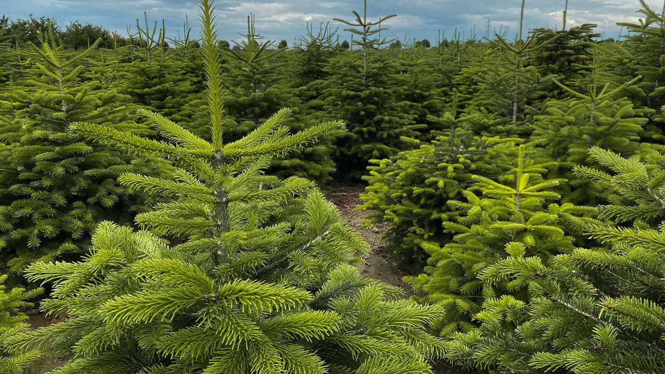 Baumplantage: Zahlreiche Nordmanntannen