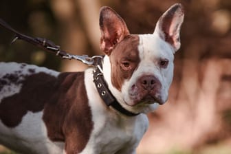 Eddy im Tierheim Braunschweig: Der American Pocket Bully sucht ein neues Zuhause.