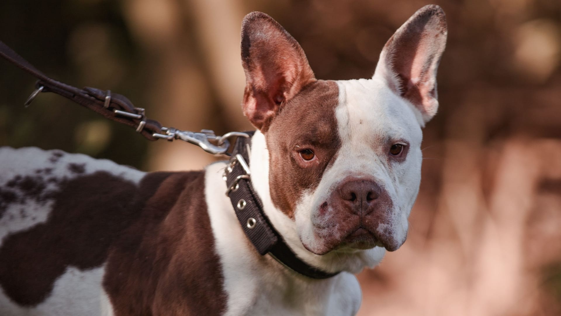 Eddy im Tierheim Braunschweig: Der American Pocket Bully sucht ein neues Zuhause.