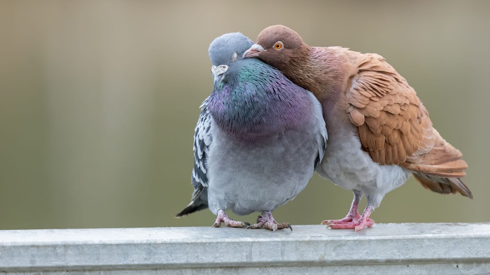 Zwei Tauben (Symbolbild): Der Berliner Senat will die Taubenpopulation eindämmen.