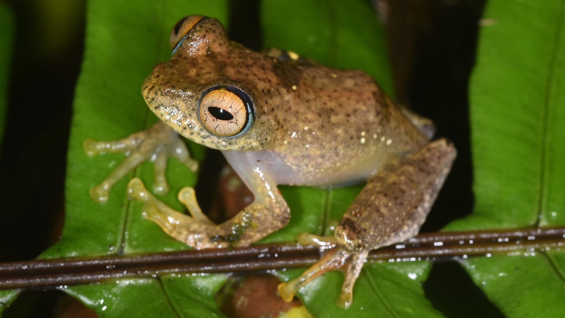 Sieben neue Froscharten in Madagaskar entdeckt