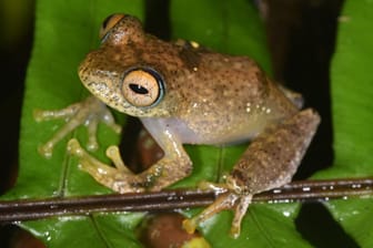 Sieben neue Froscharten in Madagaskar entdeckt