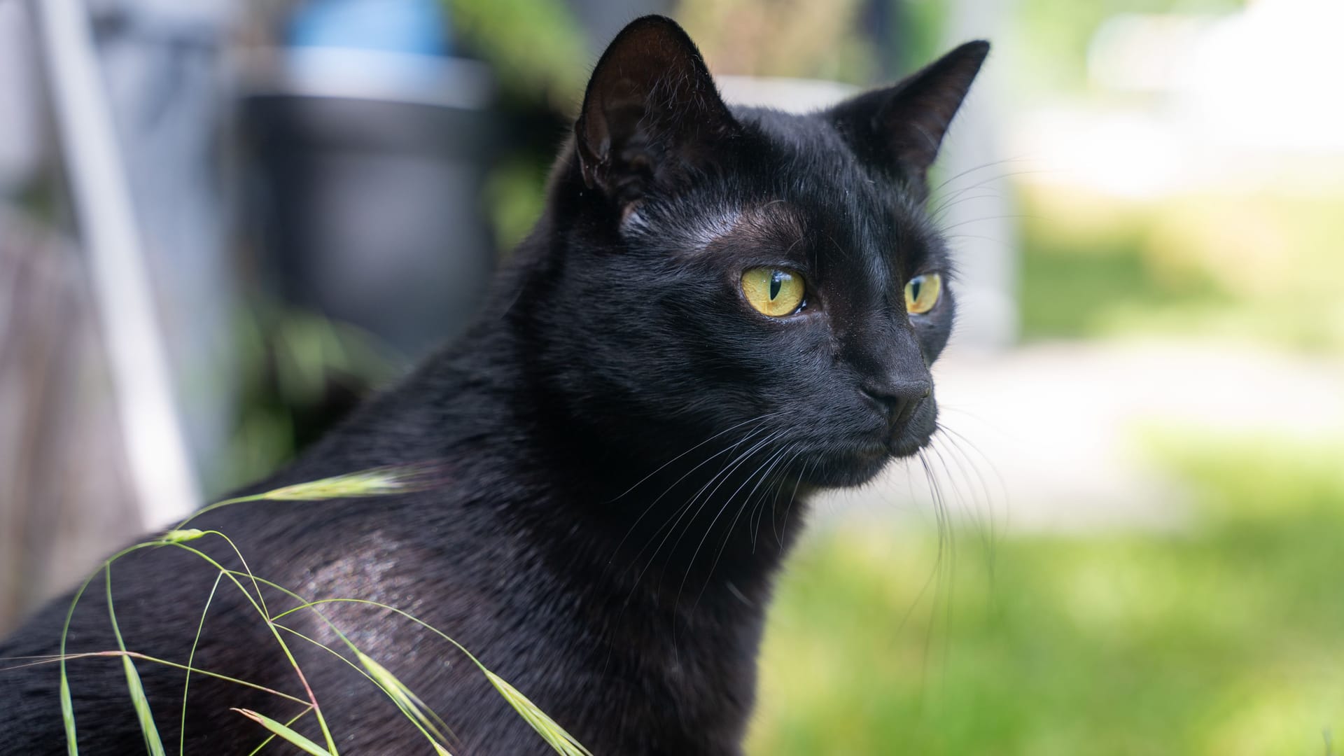 Eine schwarze Katze (Symbolbild): In Wolfenbüttel hat sich nach 13 Jahren ein tierisches Wunder ereignet.