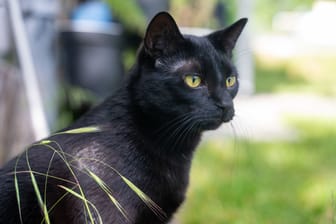 Eine schwarze Katze (Symbolbild): In Wolfenbüttel hat sich nach 13 Jahren ein tierisches Wunder ereignet.