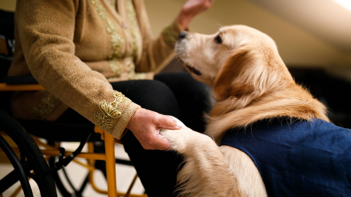 Hunde gelten als treue Begleiter: Sie können u. a. psychischen Stress lindern.