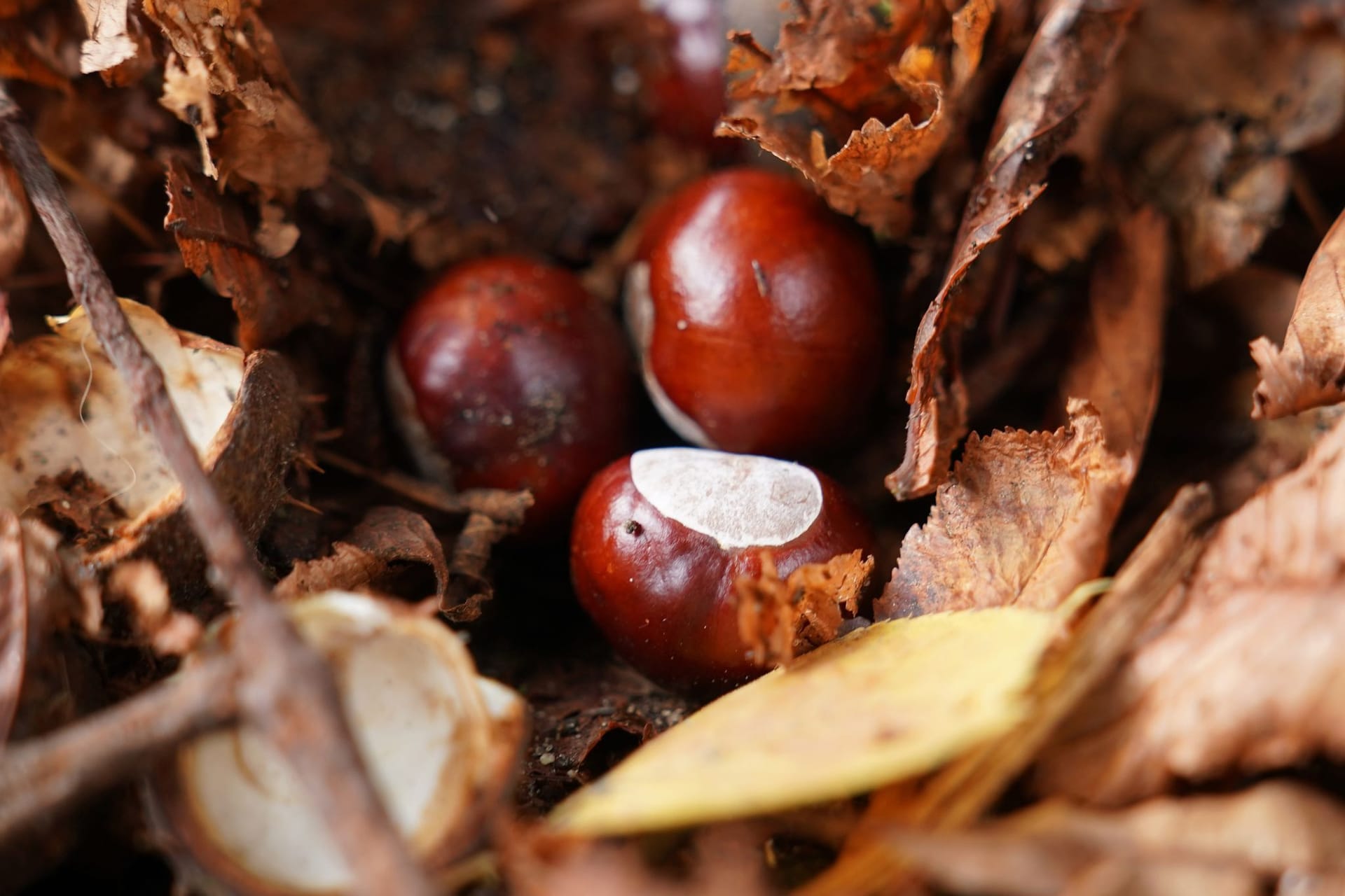 Was ist eigentlich so toll am Herbst?