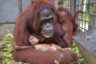 Orang-Utan-Mama Du auf Borneo