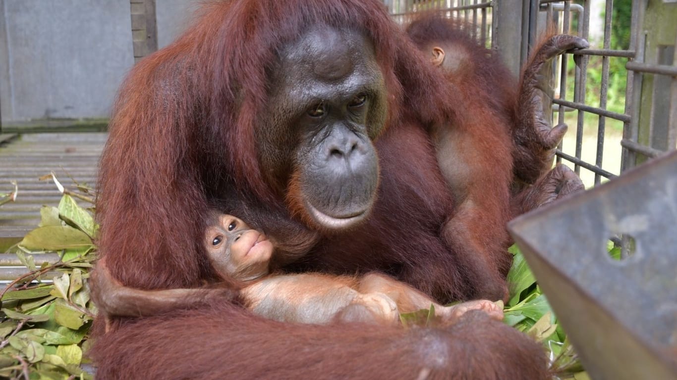 Orang-Utan-Mama Du auf Borneo