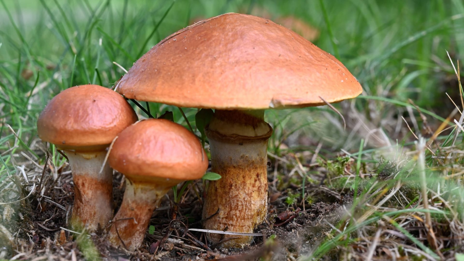Der Butterpilz gilt als essbar, obwohl Unverträglichkeiten auftreten können. Der Butterpilz gilt als essbar, obwohl Unverträglichkeiten auftreten können.
