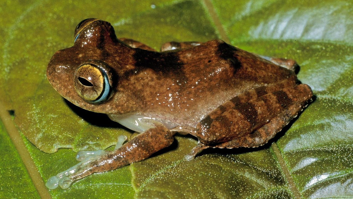 Frosch der Art Boophis siskoi: Die Forscher benannten die Frösche nach Figuren aus der Star-Trek-Serie.