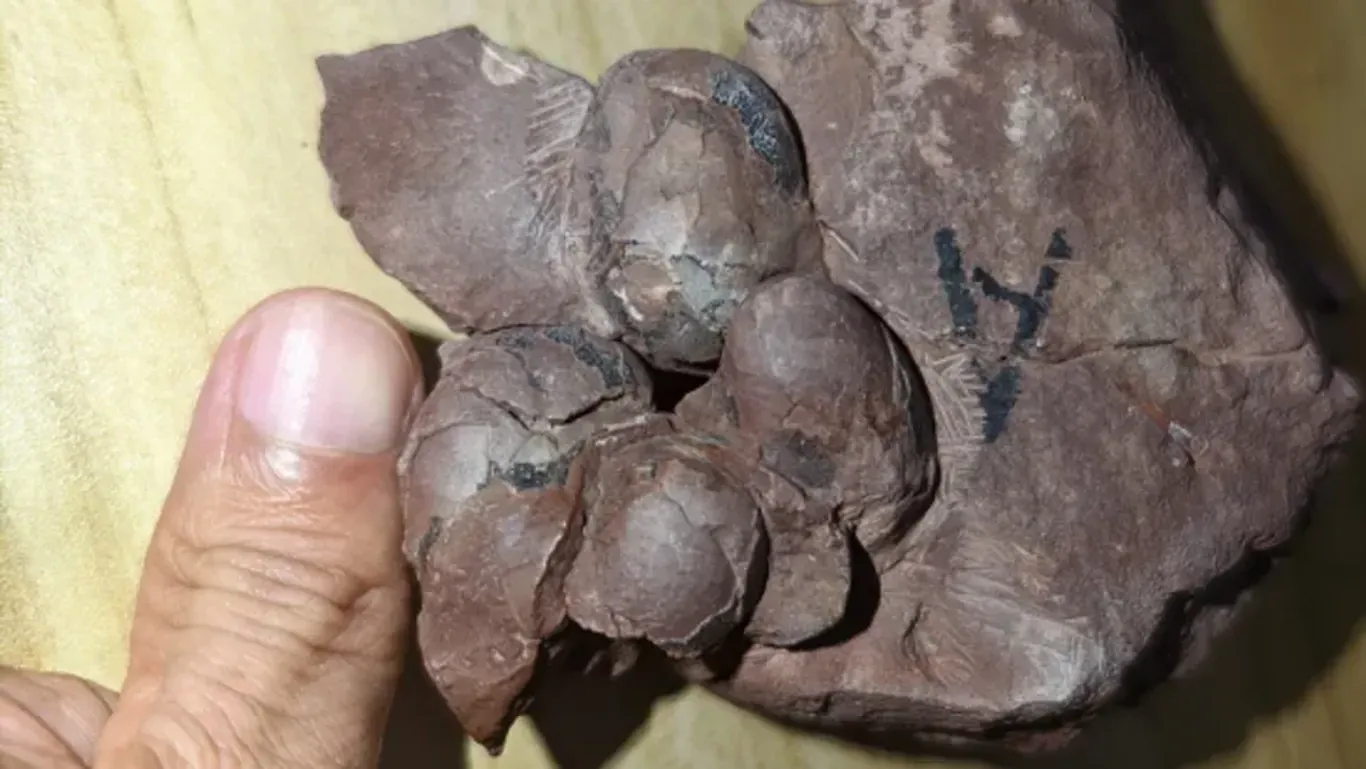 Diese kleinen Dinosaurier-Eier wurden in China entdeckt.