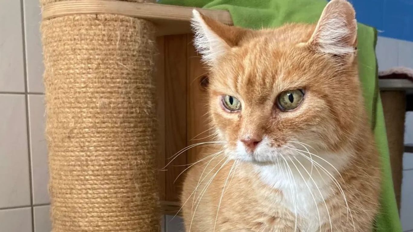 Herr Schneider im Tierheim Braunschweig: Dieser Kater sucht ein neues Zuhause.