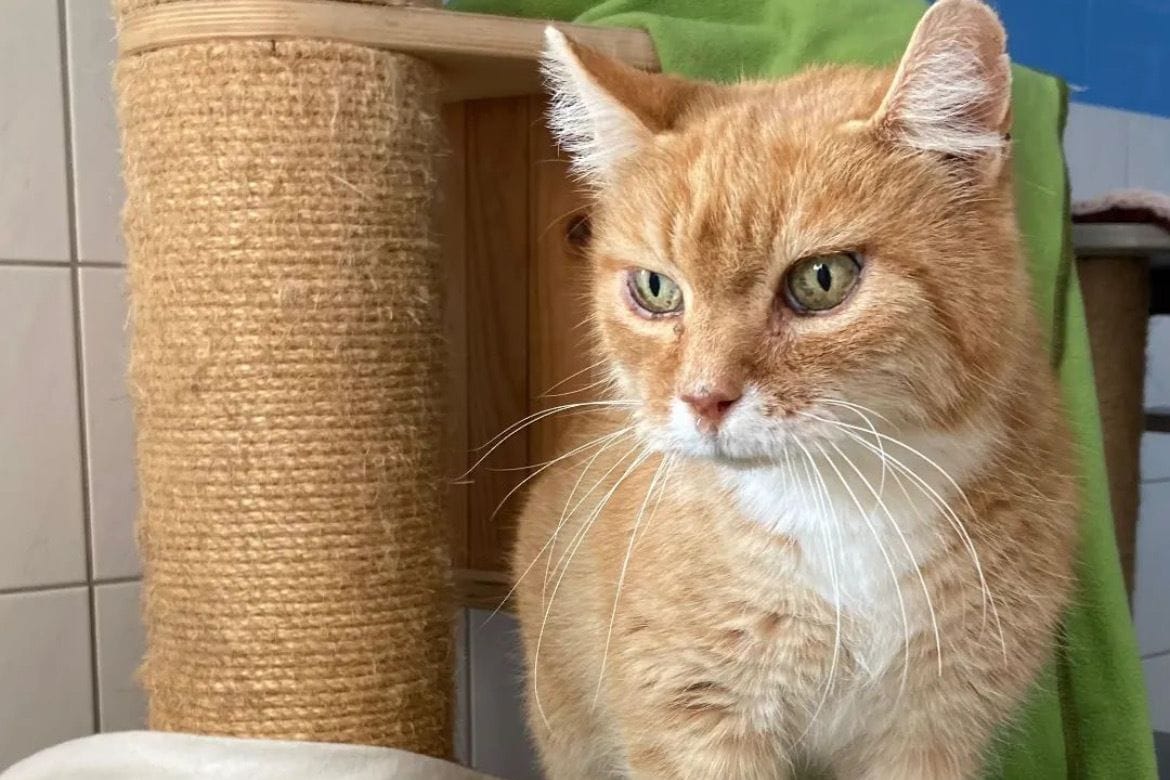 Herr Schneider im Tierheim Braunschweig: Dieser Kater sucht ein neues Zuhause.