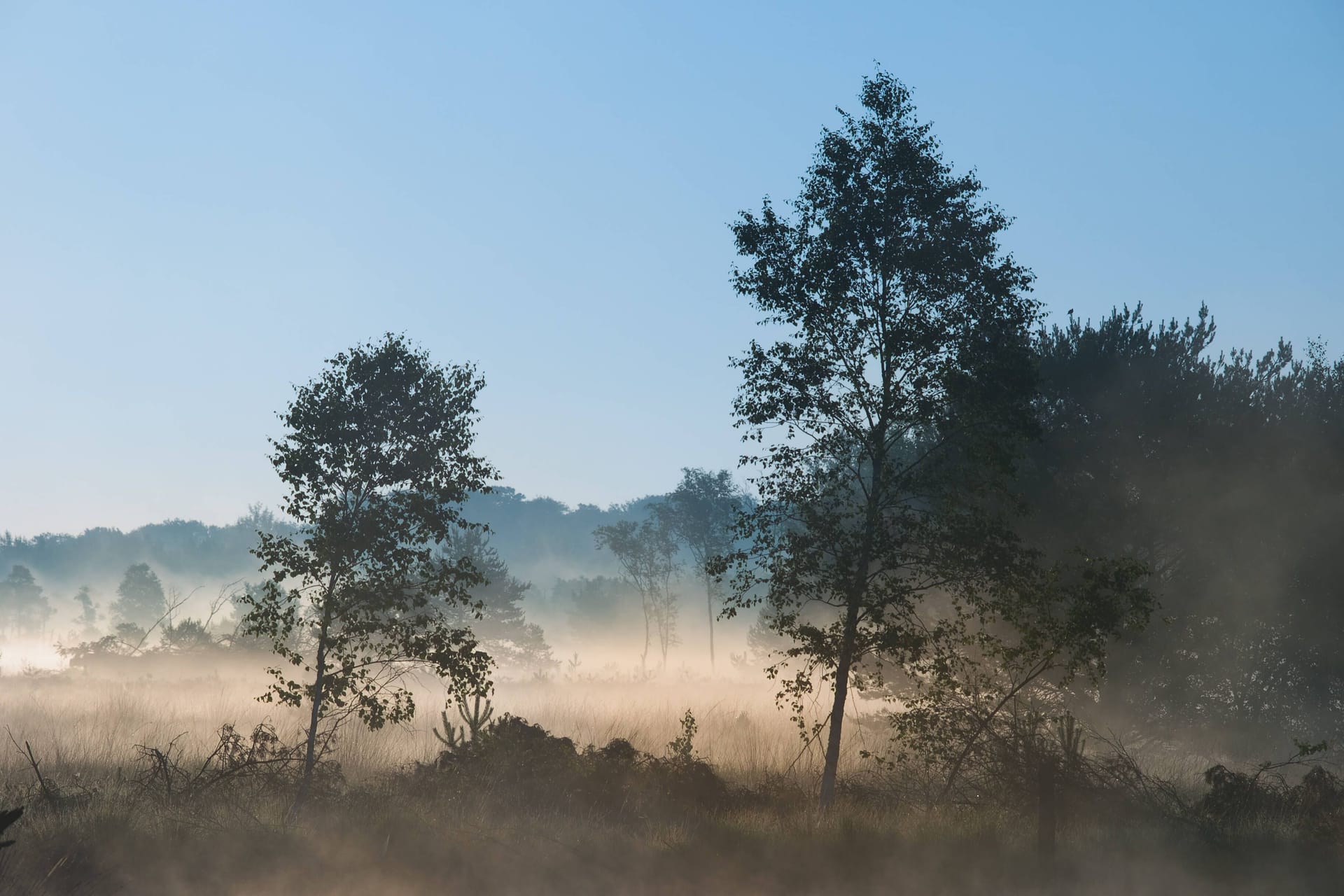 Frühnebel über dem Pietzmoor in der Lüneburger Heide.