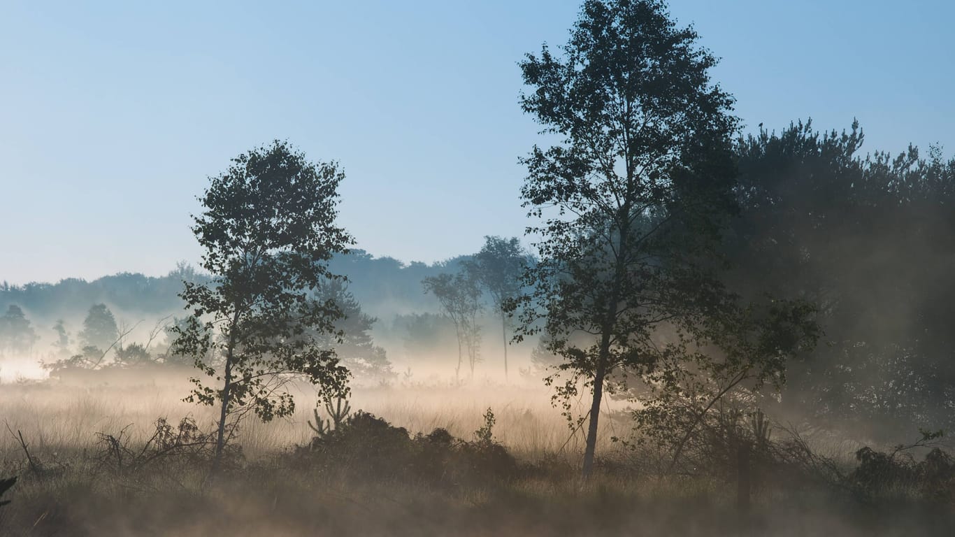 Frühnebel über dem Pietzmoor in der Lüneburger Heide.