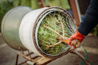 homas Nolte posiert mit Weihnachtsbaeumen fuer Pressefotos an seinem Verkaufsstand Montag 07.12.2021 in Datteln. Familie Nolte aus Bestwig-Föckinghausen verkauft seit 56 Jahren Weihnachtsbäume aus dem Sauerland in Datteln. Thomas Nolte ist seit 30 Jahren dabei.