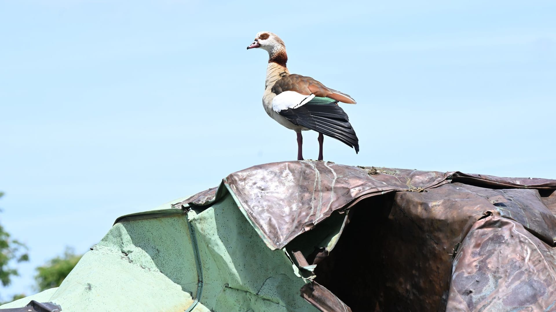 Gans auf Kunstwerk Kupferdach Opernhaus