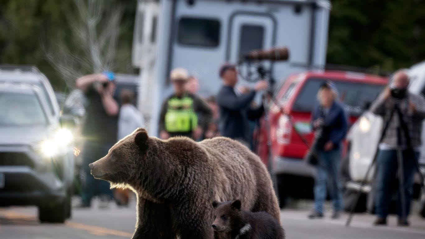 Berühmter Grizzly 399 in den USA getötet