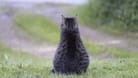 Oreo wird von seinen Katzenbrüdern im Zoo schmerzlich vermisst.