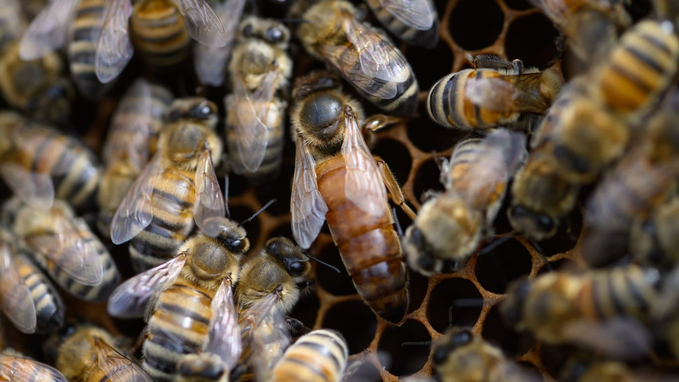 Bienenkönigin