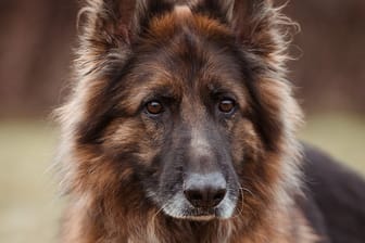 Alex im Braunschweiger Tierheim: Der Schäferhund sucht ein neues Zuhause.