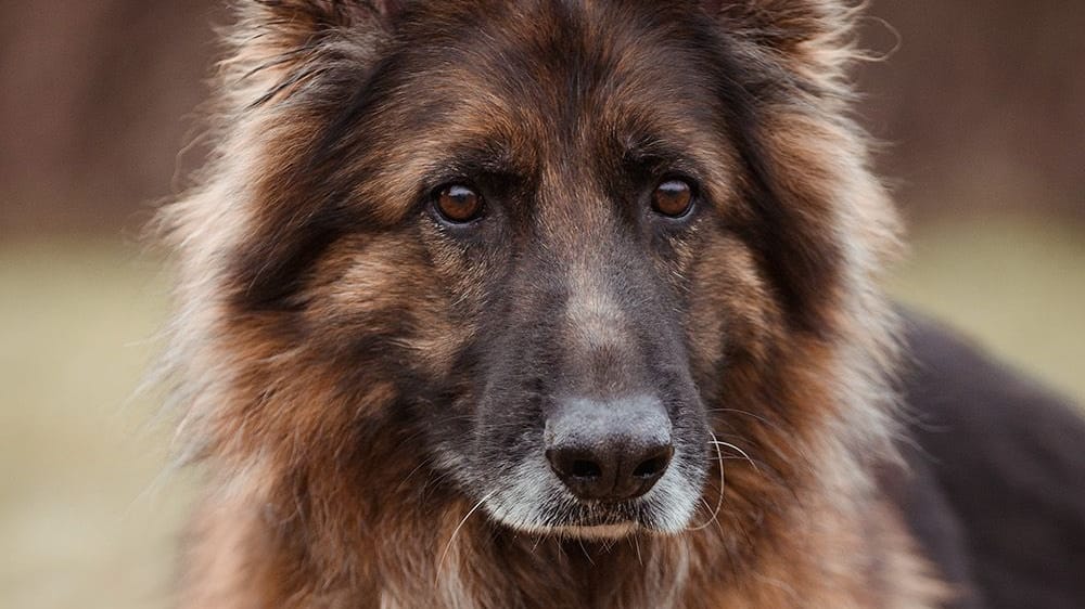 Alex im Braunschweiger Tierheim: Der Schäferhund sucht ein neues Zuhause.