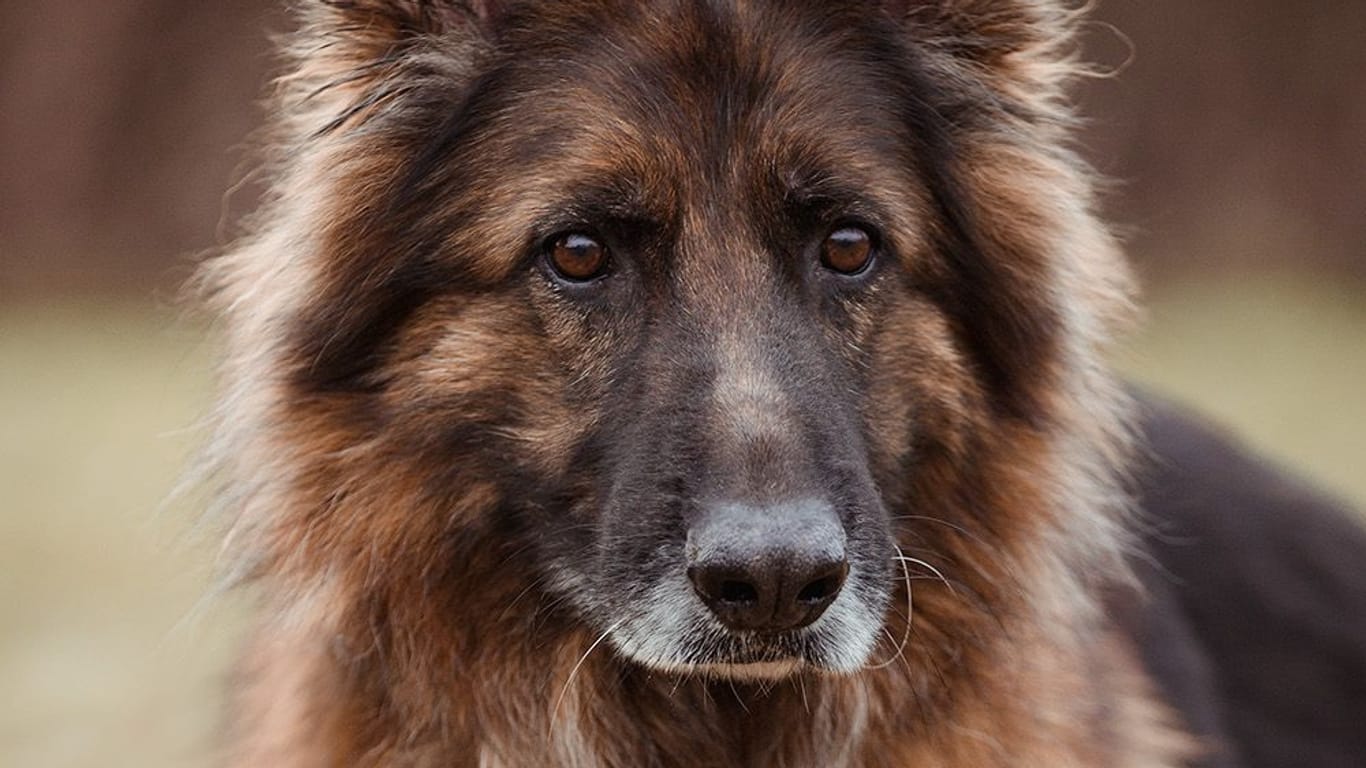 Alex im Braunschweiger Tierheim: Der Schäferhund sucht ein neues Zuhause.