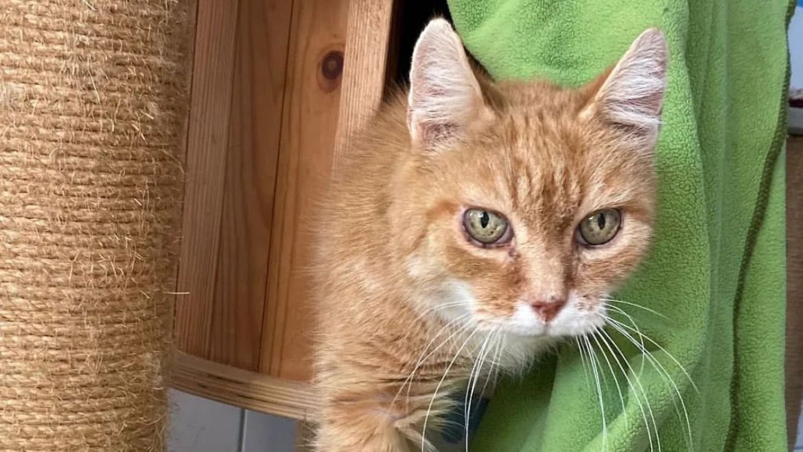 Kater im Tierheim: Herr Schneider ist bereits 16 Jahre alt.