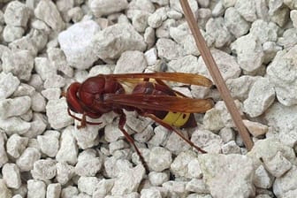 Das auf dem Portal "nabu-naturgucker.de" hochgeladene Foto: Es zeigt eine bisher in Deutschland unbekannte Orientalische Hornisse.