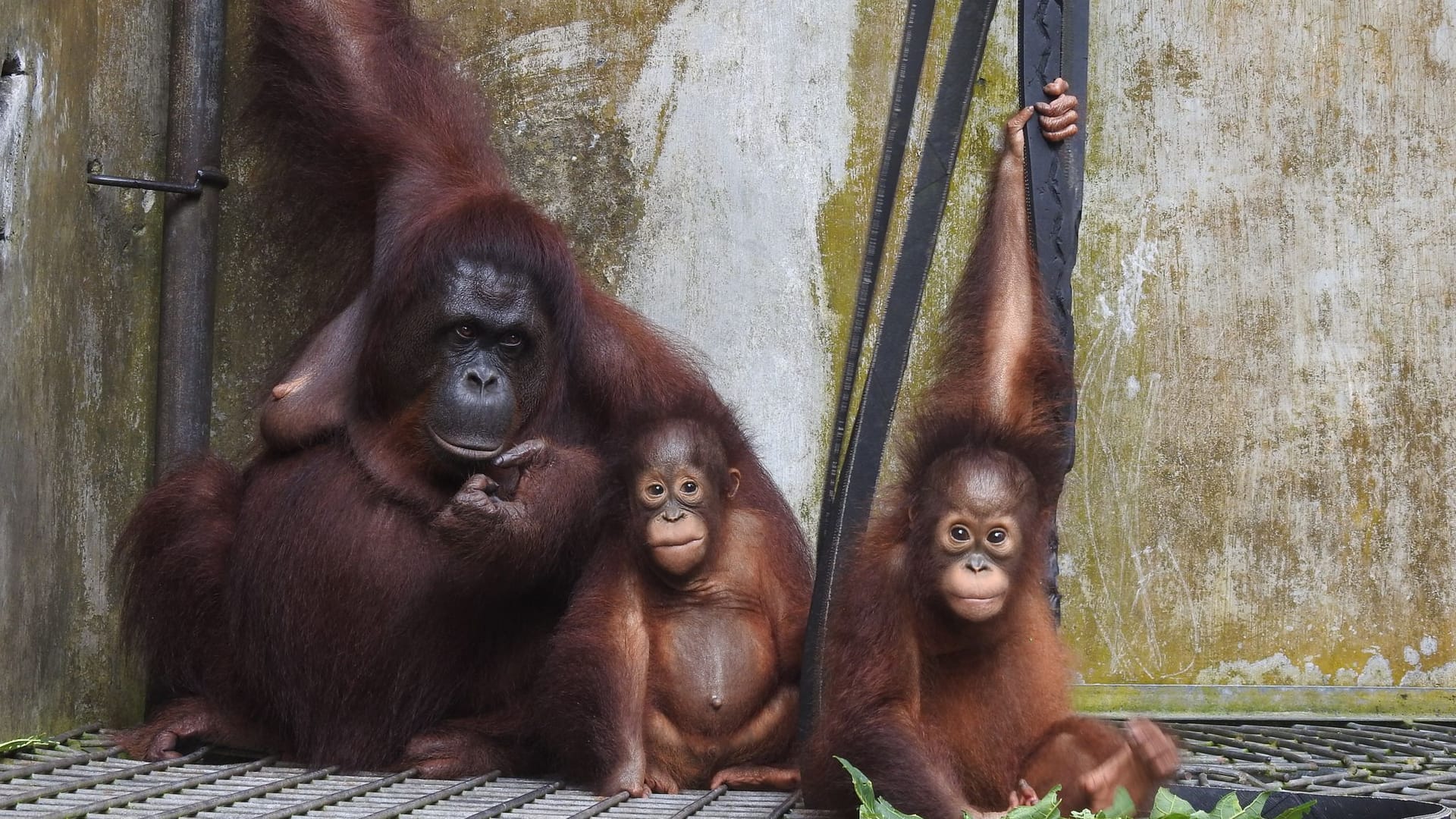 Orang-Utan-Mama Du auf Borneo