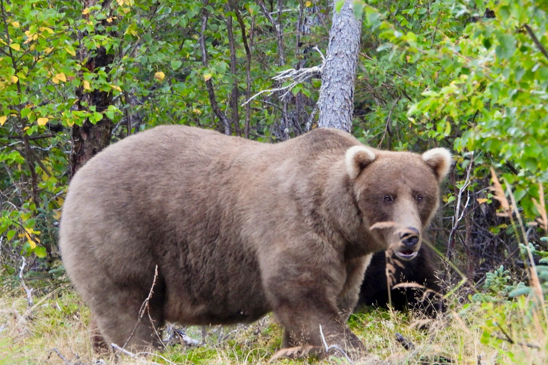 Fat Bear-Wahl