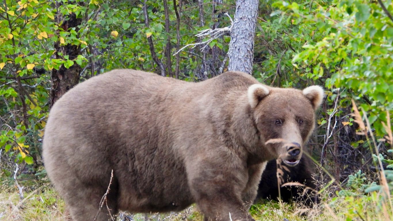 Fat Bear-Wahl