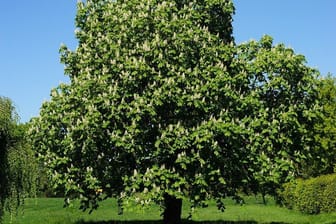 Damit der Kastanienbaum so gedeihen kann, benötigt er regelmäßig einen Säuberungsschnitt.