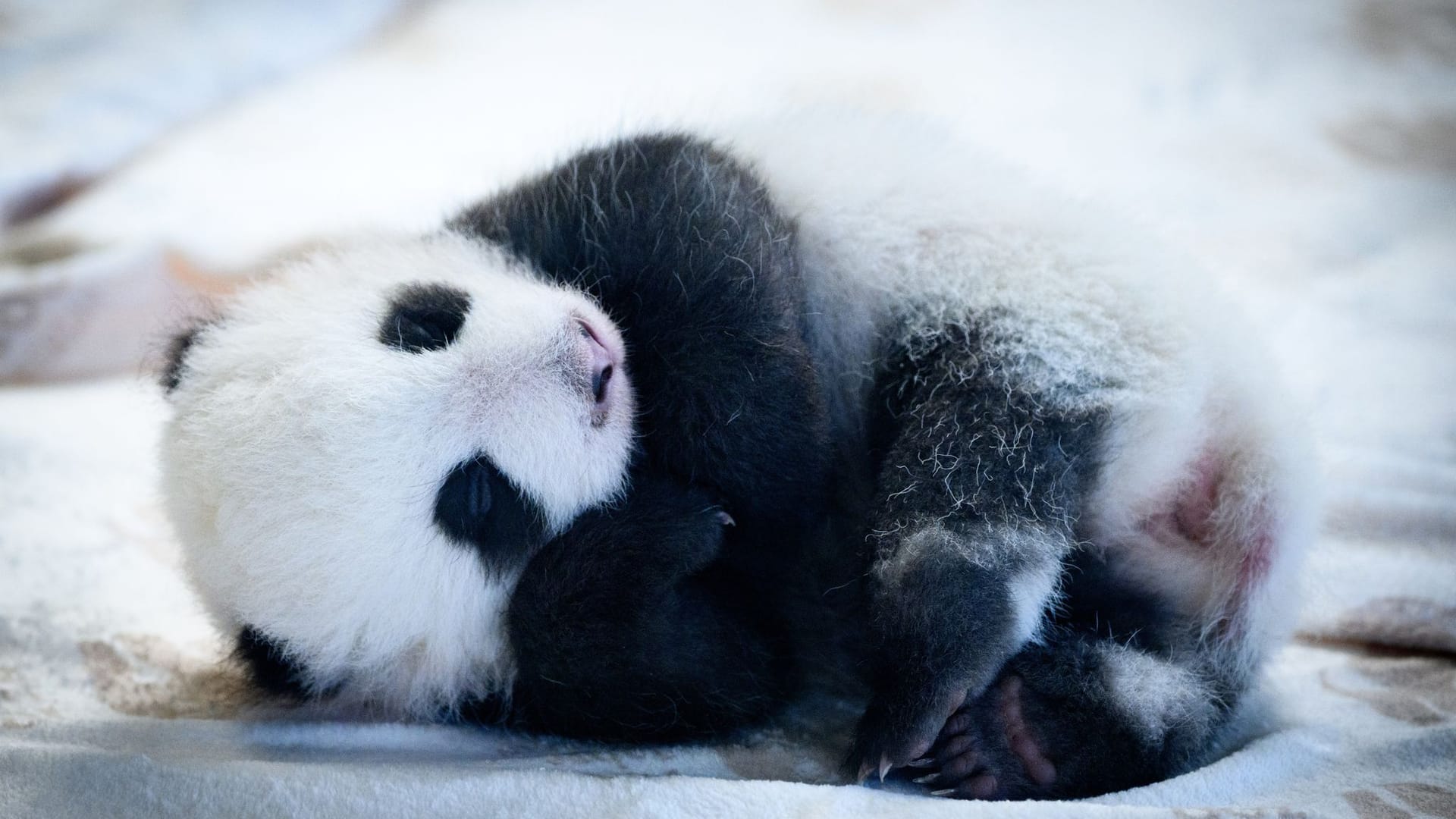 Panda-Nachwuchs im Zoo Berlin