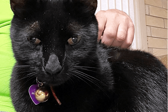 Hauskatze Pepper aus Gainesville, Florida: Sie half ihrem Besitzer bei seiner wissenschaftlichen Arbeit.